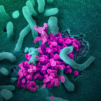 Coronavirus Image Small